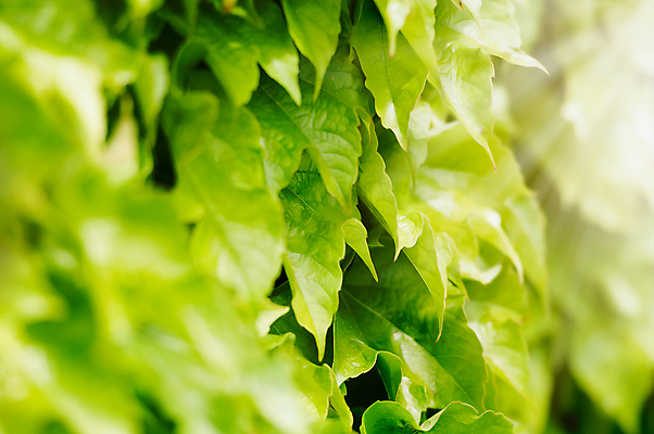 포토 JPG 해외이미지 나무 식물 선 백그라운드 잎 자연 아침 사람없음 야외 초록색 빛 햇빛 태양 뷰티 노란색 환경 정원 에너지 광선 흰색 나뭇가지 원형 숲 폭발 에코 유기농 장면 파열 빛망울 광 생태학 효과 해외포토 주간 자연요소 도형 웰빙 교육 컬러 생태계 파일형식 이미지허브