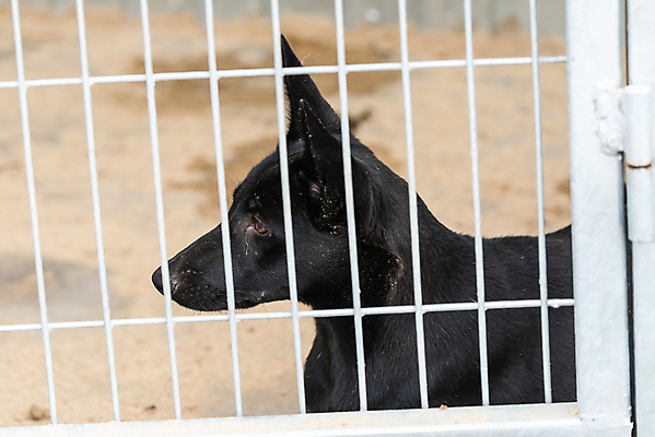 포토 JPG 해외이미지 동물 1 응시 얼굴 새끼 포유류 주택 털 자물쇠 사람없음 울타리 반려동물 머리 슬픔 기다림 구출 닫기 개 강아지 고독 보호 가난 버리기 새장 망사 송곳니 노숙자 기르기 우울증 입양 혼자 해외포토 시선 감정 컨셉 모션 건물 신체부위 담장 직물 도움 치아 질병 돌봄 케이지 파일형식 이미지허브