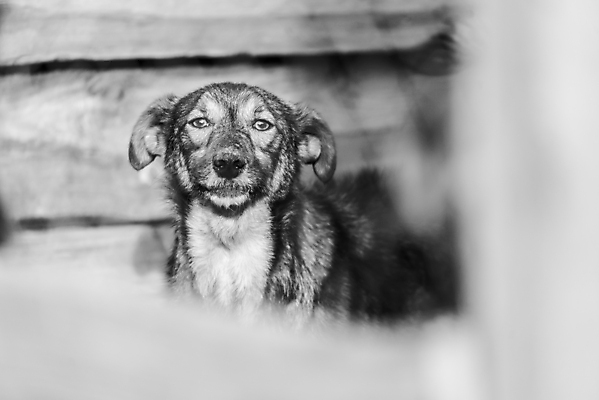 포토 JPG 해외이미지 동물 1 응시 얼굴 새끼 포유류 주택 털 자물쇠 사람없음 울타리 반려동물 머리 슬픔 기다림 구출 닫기 개 강아지 고독 가난 버리기 새장 망사 송곳니 노숙자 기르기 우울증 입양 혼자 해외포토 시선 감정 컨셉 모션 건물 신체부위 담장 직물 도움 치아 질병 돌봄 케이지 파일형식 이미지허브