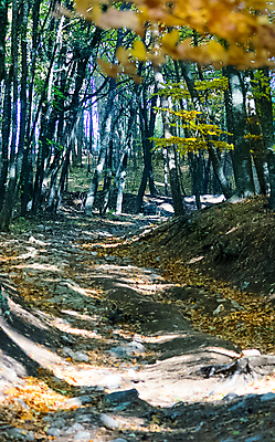 포토 JPG 해외이미지 나무 식물 계절 공원 길 백그라운드 잎 자국 자연 아침 휴식 산 국립공원 사람없음 목재 빨간색 파란색 컬러풀 뷰티 노란색 계곡 어둠 안개 체리 정상 숲 신비 지역 러시아인 뿌연 우크라이나 해외포토 주간 서양인 공공시설 유럽 컬러 컨셉 과일 재료 날씨 생태계 파일형식 이미지허브