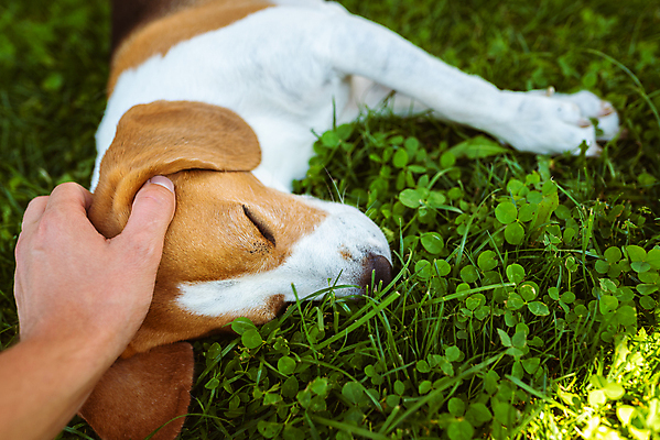 포토 JPG 해외이미지 행복 포옹 사랑 앉기 사람없음 야외 여름 반려동물 태양 평화 대접 개 주인 송곳니 거짓말 유래 타격 해외포토 자연요소 동물 계절 감정 컨셉 포유류 안기 모션 치아 파일형식 이미지허브