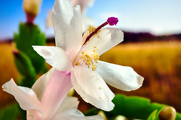 포토 JPG 해외이미지 식물 꽃잎 꽃 유럽 자연 선인장 사람없음 흰색 화려 개화 묘사 폴란드 꽃수술 해외포토 나라 컬러 컨셉 생태계 파일형식 이미지허브