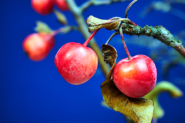 포토 JPG 해외이미지 나무 식물 계절 유럽 과일 자연 사람없음 빨간색 가을 나뭇가지 원형 작음 묘사 폴란드 해외포토 도형 나라 컬러 크기 생태계 파일형식 이미지허브