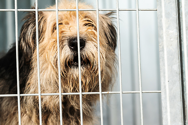 포토 JPG 해외이미지 동물 1 응시 얼굴 새끼 포유류 주택 털 자물쇠 사람없음 울타리 반려동물 머리 슬픔 기다림 구출 닫기 개 강아지 고독 보호 가난 버리기 새장 망사 송곳니 노숙자 기르기 우울증 입양 혼자 해외포토 시선 감정 컨셉 모션 건물 신체부위 담장 직물 도움 치아 질병 돌봄 케이지 파일형식 이미지허브