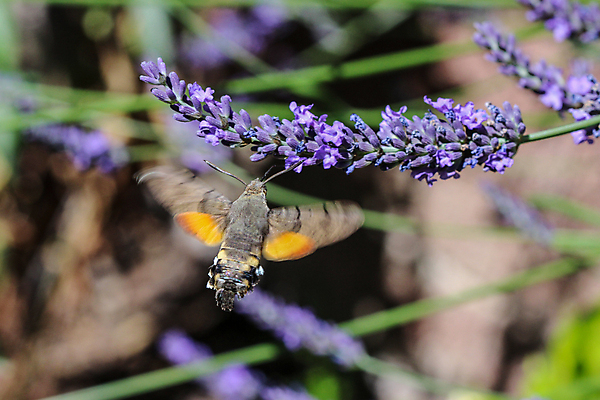 포토 JPG 해외이미지 식물 동물 꽃 야생동물 나비 곤충 자연 독일 사람없음 초록색 파란색 정원 보라색 꿀벌 만족 생물학 꿀 라벤더 나방 동물상 벌새 센서 흥미 해외포토 교육 감정 유럽 컬러 컨셉 조형물 벌_곤충 허브 생태계 파일형식 이미지허브