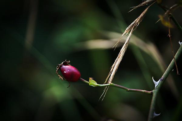 포토 JPG 해외이미지 식물 동물 꽃 야생동물 음식 곤충 잎 과일 자연 조류 앉기 사람없음 야외 보라색 소고기 나뭇가지 말벌 작음 자주색 제비꽃 딱정벌레 거미 블러 해외포토 나무 컬러 모션 육류 벌_곤충 크기 생태계 파일형식 이미지허브