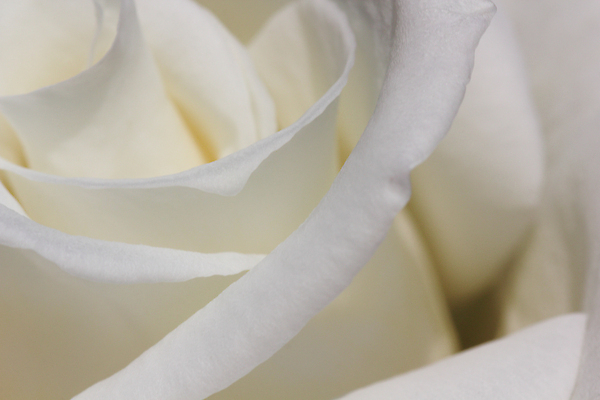 포토 JPG 해외이미지 계절 꽃잎 꽃 분홍색 꽃다발 결혼 백그라운드 잎 꽃무늬 추상 프레임 발렌타인데이 사랑 사람없음 가로 여름 장미 사진촬영 봄 벚꽃 흰색 개화 고급 소프트포커스 실크 크림 순수 질감 부드러움 약혼 마법 남아프리카 영원 천진난만 파스텔톤 동정 해외포토 식물 감정 컬러 컨셉 무늬 아프리카 데이이벤트 촬영기법 이벤트 촬영 직물 감각 약속 파일형식 이미지허브