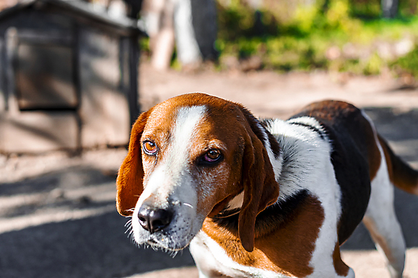 포토 JPG 해외이미지 동물 외관 응시 행복 포즈 백그라운드 밭 자연 휴식 건강 피곤 사람없음 야외 여름 반려동물 장난감 달리기 에너지 수확 가을 시골 역사 개 강아지 작음 사냥 러시아 향기 사냥개 귀 비글 팩 사냥꾼 복종 신앙심 주목 표준 해외포토 직업 시선 계절 감정 유럽 컨셉 농업 포유류 모션 신체부위 화장품 크기 생태계 냄새 파일형식 이미지허브