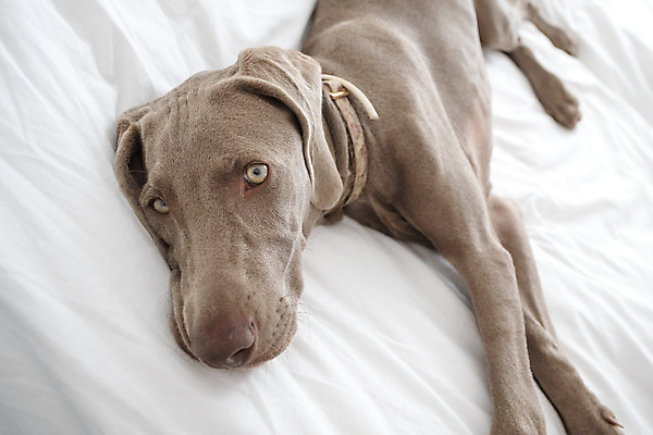 포토 JPG 해외이미지 동물 백그라운드 휴식 주택 실내 피곤 사람없음 반려동물 침묵 침실 방 회색 침대 개 리트리버 강아지 사냥개 송곳니 거짓말 기르기 동반자 충고 안락 해외포토 컬러 가구 컨셉 포유류 내부 건물 소리 치아 돌봄 파일형식 이미지허브