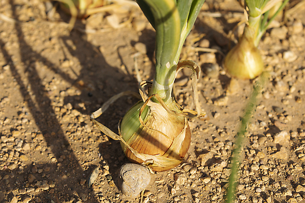 포토 JPG 해외이미지 식물 계절 유럽 산업 음식 밭 농업 채소 전구 양파 산 건강 마늘 사람없음 초록색 농작물 농장 환경 성장 신선 스페인 먼지 지역 아라곤 최초 7월 밭일 채식주의자 세련 비건 해외포토 나라 컬러 날짜 채식 파일형식 이미지허브