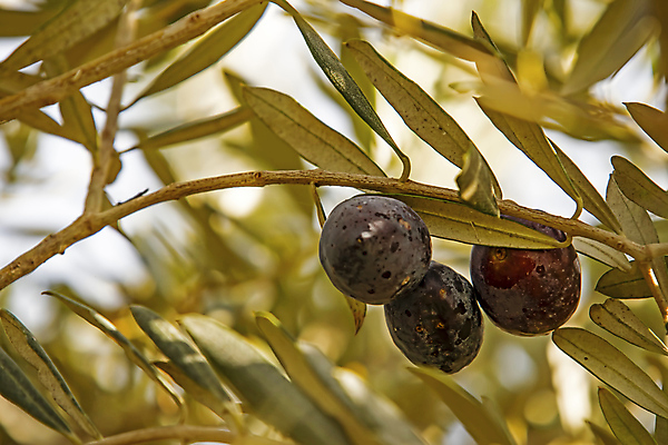 포토 JPG 해외이미지 나무 식물 계절 음식 백그라운드 잎 농업 다이어트 채소 과일 재료 자연 건강 요리 사람없음 초록색 농장 노란색 검은색 수확 흰색 나뭇가지 신선 양념 투명 액체 황금 수집 지중해 먹기 유기농 올리브 날것 내추럴 고립 숙성 채식주의자 추가 해외포토 웰빙 열매 산업 바다 컬러 모션 생태계 채식 파일형식 이미지허브