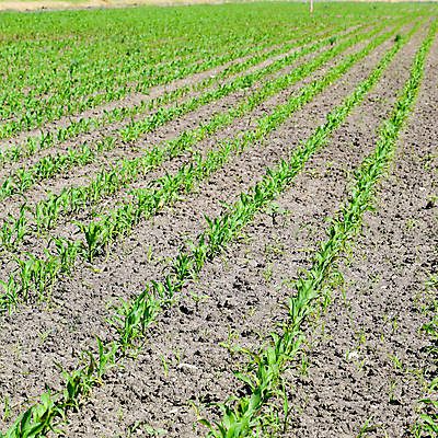 포토 JPG 해외이미지 식물 산업 문화 선 백그라운드 잎 밭 농업 옥수수 사람없음 야외 초록색 빛 농작물 농장 새싹 정원 흙 봄 성장 시골 아기 신선 닫기 달콤 농부 낟알 땅 원예 질감 귀 먼지 모종 밭일 줄서기 해외포토 직업 계절 컬러 모션 곡류 사람 취미 신체부위 맛 파일형식 이미지허브