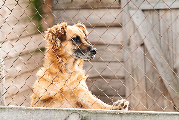 포토 JPG 해외이미지 동물 1 응시 얼굴 새끼 포유류 주택 털 자물쇠 사람없음 울타리 반려동물 머리 슬픔 기다림 구출 닫기 개 강아지 고독 보호 가난 버리기 새장 망사 송곳니 노숙자 기르기 우울증 입양 혼자 해외포토 시선 감정 컨셉 모션 건물 신체부위 담장 직물 도움 치아 질병 돌봄 케이지 파일형식 이미지허브