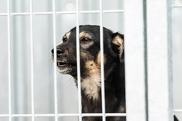 포토 JPG 해외이미지 동물 1 응시 얼굴 새끼 포유류 주택 털 자물쇠 사람없음 울타리 반려동물 머리 슬픔 기다림 구출 닫기 개 강아지 고독 보호 가난 버리기 새장 망사 송곳니 노숙자 기르기 우울증 입양 혼자 해외포토 시선 감정 컨셉 모션 건물 신체부위 담장 직물 도움 치아 질병 돌봄 케이지 파일형식 이미지허브