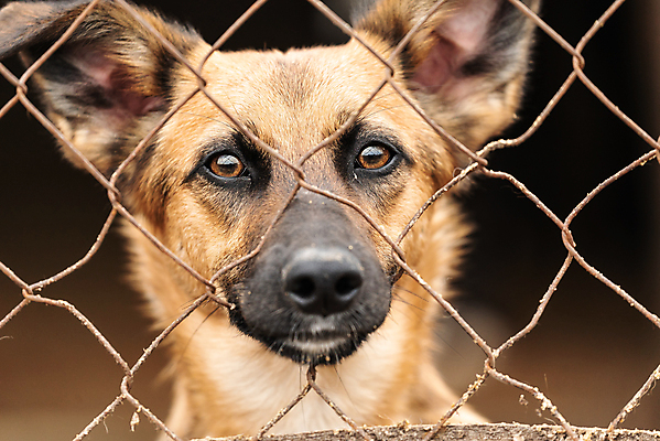 포토 JPG 해외이미지 동물 1 응시 얼굴 새끼 포유류 주택 털 자물쇠 사람없음 울타리 반려동물 머리 슬픔 기다림 구출 닫기 개 강아지 고독 보호 가난 버리기 새장 망사 송곳니 노숙자 기르기 우울증 입양 혼자 해외포토 시선 감정 컨셉 모션 건물 신체부위 담장 직물 도움 치아 질병 돌봄 케이지 파일형식 이미지허브