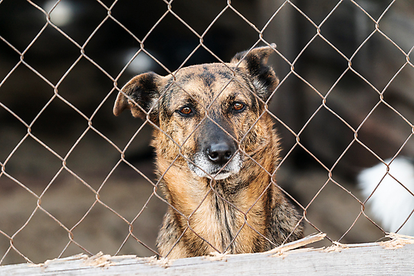 포토 JPG 해외이미지 동물 1 응시 얼굴 새끼 포유류 주택 털 자물쇠 사람없음 울타리 반려동물 머리 슬픔 기다림 구출 닫기 개 강아지 고독 보호 가난 버리기 새장 망사 송곳니 노숙자 기르기 우울증 입양 혼자 해외포토 시선 감정 컨셉 모션 건물 신체부위 담장 직물 도움 치아 질병 돌봄 케이지 파일형식 이미지허브