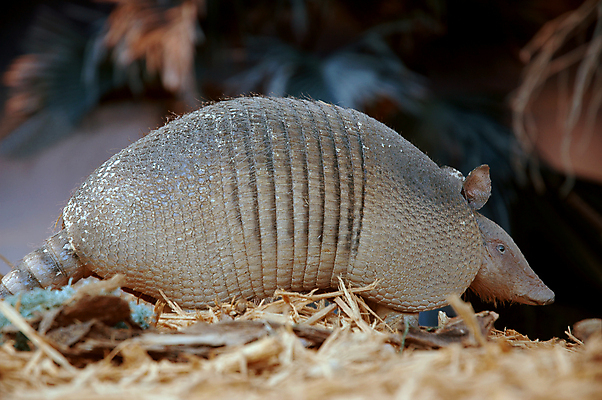 포토 JPG 해외이미지 동물 야생동물 포유류 파충류 자연 생물 저울 사람없음 껍질 설치류 질감 꼬리 방패 주둥이 기어가기 플로리다 해외포토 모션 미국 생태계 파일형식 이미지허브