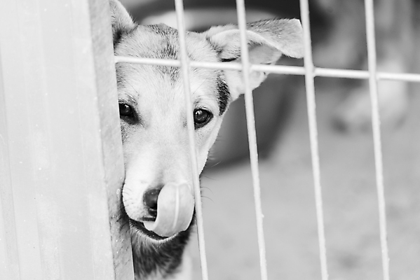 포토 JPG 해외이미지 동물 1 응시 얼굴 새끼 포유류 주택 털 자물쇠 사람없음 울타리 반려동물 머리 슬픔 기다림 구출 닫기 개 강아지 고독 가난 버리기 새장 망사 송곳니 노숙자 기르기 우울증 입양 혼자 해외포토 시선 감정 컨셉 모션 건물 신체부위 담장 직물 도움 치아 질병 돌봄 케이지 파일형식 이미지허브