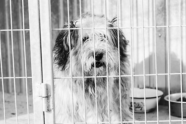 포토 JPG 해외이미지 동물 1 응시 얼굴 새끼 포유류 주택 털 자물쇠 사람없음 울타리 반려동물 머리 슬픔 기다림 구출 닫기 개 강아지 고독 가난 버리기 새장 망사 송곳니 노숙자 기르기 우울증 입양 혼자 해외포토 시선 감정 컨셉 모션 건물 신체부위 담장 직물 도움 치아 질병 돌봄 케이지 파일형식 이미지허브