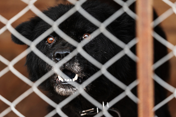 포토 JPG 해외이미지 동물 1 응시 얼굴 새끼 포유류 주택 털 자물쇠 사람없음 울타리 반려동물 머리 슬픔 기다림 구출 닫기 개 강아지 고독 보호 가난 버리기 새장 망사 송곳니 노숙자 기르기 우울증 입양 혼자 해외포토 시선 감정 컨셉 모션 건물 신체부위 담장 직물 도움 치아 질병 돌봄 케이지 파일형식 이미지허브