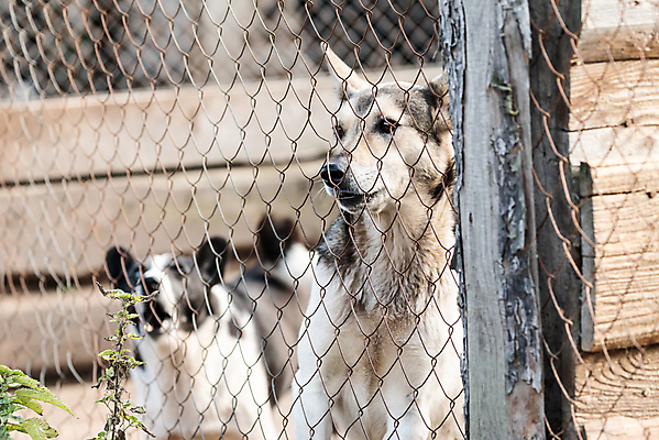 포토 JPG 해외이미지 동물 응시 얼굴 새끼 포유류 주택 털 자물쇠 사람없음 울타리 반려동물 머리 슬픔 기다림 구출 닫기 개 강아지 고독 보호 가난 버리기 새장 망사 송곳니 노숙자 기르기 우울증 입양 혼자 해외포토 시선 감정 컨셉 모션 건물 신체부위 담장 직물 도움 치아 질병 돌봄 케이지 파일형식 이미지허브