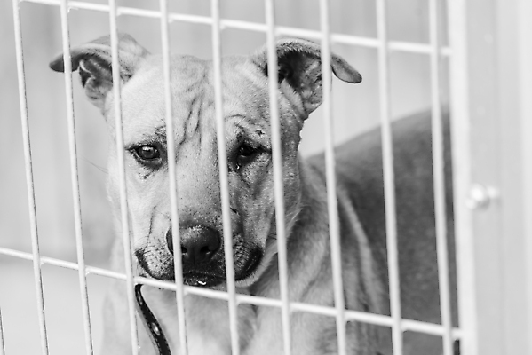 포토 JPG 해외이미지 동물 1 응시 얼굴 새끼 포유류 주택 털 자물쇠 사람없음 울타리 반려동물 머리 슬픔 기다림 구출 닫기 개 강아지 고독 가난 버리기 새장 망사 송곳니 노숙자 기르기 우울증 입양 혼자 해외포토 시선 감정 컨셉 모션 건물 신체부위 담장 직물 도움 치아 질병 돌봄 케이지 파일형식 이미지허브