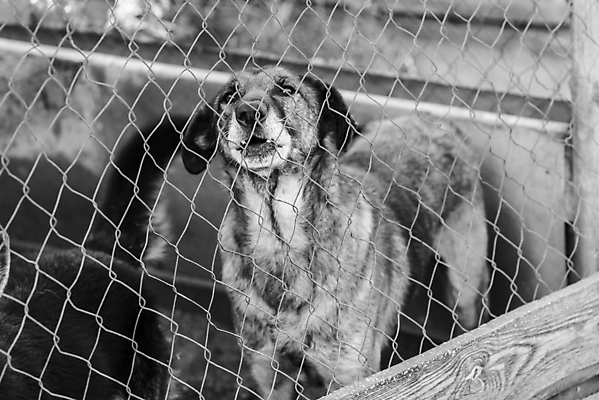 포토 JPG 해외이미지 동물 1 응시 얼굴 새끼 포유류 주택 털 자물쇠 사람없음 울타리 반려동물 머리 슬픔 기다림 구출 닫기 개 강아지 고독 가난 버리기 새장 망사 송곳니 노숙자 기르기 우울증 입양 혼자 해외포토 시선 감정 컨셉 모션 건물 신체부위 담장 직물 도움 치아 질병 돌봄 케이지 파일형식 이미지허브