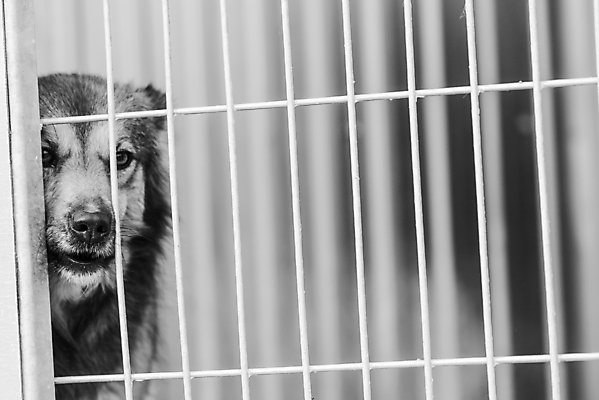 포토 JPG 해외이미지 동물 1 응시 얼굴 새끼 포유류 주택 털 자물쇠 사람없음 울타리 반려동물 머리 슬픔 기다림 구출 닫기 개 강아지 고독 가난 버리기 새장 망사 송곳니 노숙자 기르기 우울증 입양 혼자 해외포토 시선 감정 컨셉 모션 건물 신체부위 담장 직물 도움 치아 질병 돌봄 케이지 파일형식 이미지허브