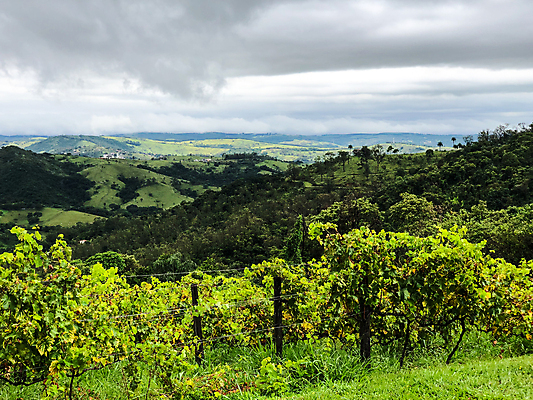 포토 JPG 해외이미지 나무 식물 음료 음식 여행 잎 밭 농업 과일 자연 하늘 포도 산 파노라마 사람없음 초록색 농장 와인 계곡 수확 안개 시골 오스트리아 언덕 포도밭 포도나무 브라질 남쪽 숙성 양조장 토스카나 세련 해외포토 유럽 산업 컬러 날씨 주류 촬영기법 이탈리아 남아메리카 과일나무 방향 생태계 파일형식 이미지허브
