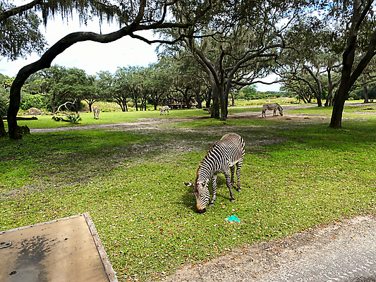 포토 JPG 해외이미지 동물 공원 여행 비즈니스 포유류 가족 아프리카 자연 하늘 건조 동물원 사람없음 야외 컬러풀 태양 검은색 미국 줄무늬 사막 흰색 자녀 뜨거움 숲 위험 큼 사파리 장면 얼룩말 멸종 남쪽 사바나 왕국 플로리다 하렘 해외포토 자연요소 공공시설 나라 컬러 컨셉 북아메리카 무늬 관계 말_동물 크기 방향 생태계 파일형식 이미지허브
