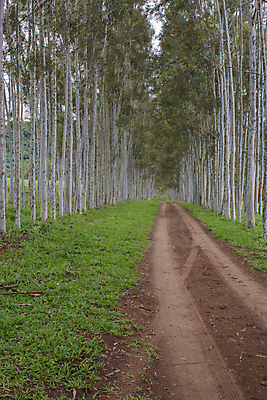 포토 JPG 해외이미지 나무 도로 길 여행 자국 자연 풍경 사람없음 야외 목재 초록색 여름 환경 봄 시골 남아메리카 숲 열대우림 라틴아메리카 먼지 브라질 내추럴 땅바닥 선로 해외포토 식물 계절 컬러 재료 교통시설 바닥 아메리카 생태계 파일형식 이미지허브