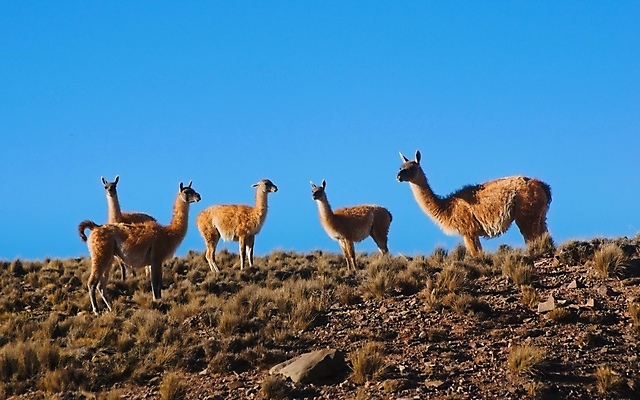 포토 JPG 해외이미지 동물 야생동물 포유류 자연 하늘 초식동물 건조 사람없음 맑음 사막 군중 아르헨티나 내추럴 산악지대 동물상 스텝 해외포토 날씨 산 사람 조형물 남아메리카 생태계 파일형식 이미지허브