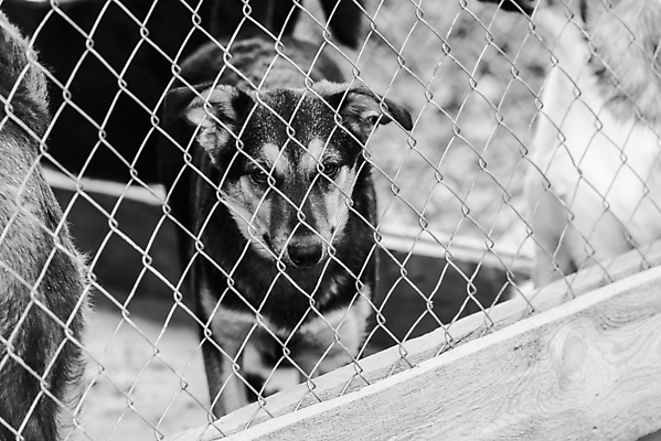 포토 JPG 해외이미지 동물 응시 얼굴 새끼 포유류 주택 털 자물쇠 사람없음 울타리 반려동물 머리 슬픔 기다림 구출 닫기 개 강아지 고독 가난 버리기 새장 망사 송곳니 노숙자 기르기 우울증 입양 혼자 해외포토 시선 감정 컨셉 모션 건물 신체부위 담장 직물 도움 치아 질병 돌봄 케이지 파일형식 이미지허브