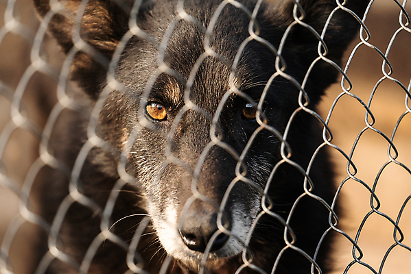 포토 JPG 해외이미지 동물 1 응시 얼굴 새끼 포유류 주택 털 자물쇠 사람없음 울타리 반려동물 머리 슬픔 기다림 구출 닫기 개 강아지 고독 보호 가난 버리기 새장 망사 송곳니 노숙자 기르기 우울증 입양 혼자 해외포토 시선 감정 컨셉 모션 건물 신체부위 담장 직물 도움 치아 질병 돌봄 케이지 파일형식 이미지허브