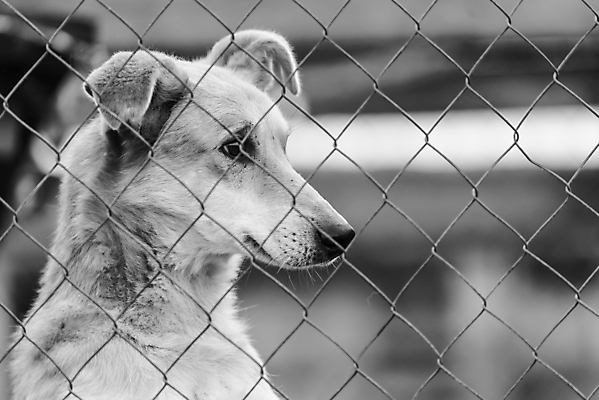 포토 JPG 해외이미지 동물 1 응시 얼굴 새끼 포유류 주택 털 자물쇠 사람없음 울타리 반려동물 머리 슬픔 기다림 구출 닫기 개 강아지 고독 가난 버리기 새장 망사 송곳니 노숙자 기르기 우울증 입양 혼자 해외포토 시선 감정 컨셉 모션 건물 신체부위 담장 직물 도움 치아 질병 돌봄 케이지 파일형식 이미지허브