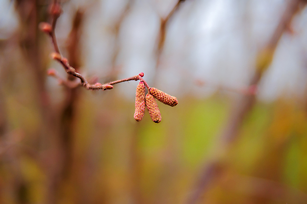 포토 JPG 해외이미지 나무 식물 계절 공원 꽃 백그라운드 잎 꽃무늬 패턴 자연 아침 추상 사람없음 야외 목재 컬러풀 갈색 정원 맑음 얼음 활발 성장 가을 나뭇가지 시골 신선 황금 숲 허브 유기농 질감 서리 보케 내추럴 고립 블러 카피스페이스 해외포토 주간 자연요소 웰빙 공공시설 컬러 컨셉 무늬 재료 날씨 공백 생태계 파일형식 이미지허브