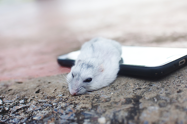 포토 JPG 해외이미지 동물 손 백그라운드 포유류 자연 새로움 털 사람없음 스마트폰 반려동물 갈색 흰색 아기 잡기 잠 쥐 설치류 작음 모피 쇼 솜털 고립 돌봄 해외포토 컬러 컨셉 모션 사람 신체부위 핸드폰 스마트기기 크기 생태계 파일형식 이미지허브