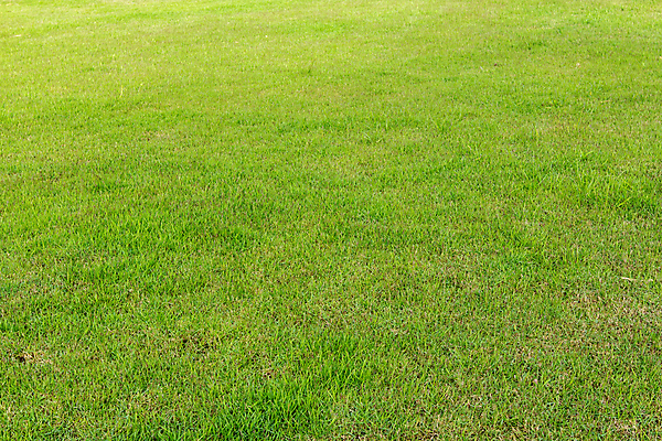 포토 JPG 해외이미지 나무 디자인 잎 주택 풍경 잔디 사람없음 초록색 여름 정원 가을 신선 땅 관목 조경 정중 해외포토 식물 계절 컬러 컨셉 건물 파일형식 이미지허브