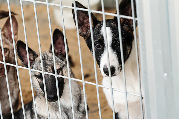포토 JPG 해외이미지 동물 응시 얼굴 새끼 포유류 주택 털 자물쇠 사람없음 울타리 반려동물 머리 슬픔 기다림 구출 닫기 개 강아지 고독 보호 가난 버리기 새장 망사 송곳니 노숙자 기르기 우울증 입양 혼자 해외포토 시선 감정 컨셉 모션 건물 신체부위 담장 직물 도움 치아 질병 돌봄 케이지 파일형식 이미지허브