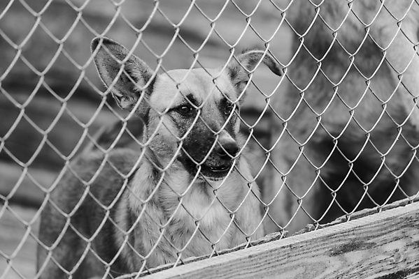 포토 JPG 해외이미지 동물 1 응시 얼굴 새끼 포유류 주택 털 자물쇠 사람없음 울타리 반려동물 머리 슬픔 기다림 구출 닫기 개 강아지 고독 가난 버리기 새장 망사 송곳니 노숙자 기르기 우울증 입양 혼자 해외포토 시선 감정 컨셉 모션 건물 신체부위 담장 직물 도움 치아 질병 돌봄 케이지 파일형식 이미지허브