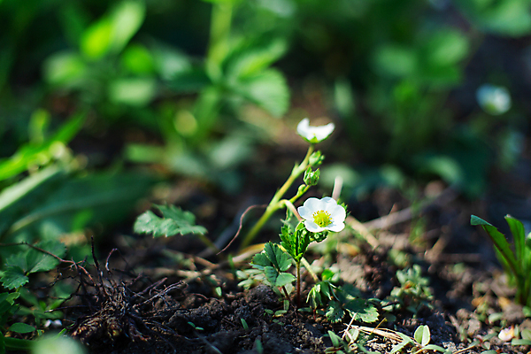 포토 JPG 해외이미지 식물 계절 열매 꽃잎 꽃 백그라운드 잎 꽃무늬 밭 농업 과일 자연 딸기 건강 사람없음 야외 초록색 농장 노란색 정원 봄 성장 벚꽃 흰색 시골 신선 개화 유기농 원예 꽃가루 꿀 내추럴 해외포토 웰빙 산업 컬러 무늬 취미 가루 생태계 파일형식 이미지허브