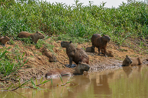 포토 JPG 해외이미지 동물 야생동물 포유류 가족 엄마 초식동물 털 사람없음 야외 물 강 갈색 젖음 아기 그룹 남아메리카 보호 습지 설치류 큼 모피 브라질 내추럴 동물상 초식 해외포토 자연요소 컬러 컨셉 관계 아메리카 사람 조형물 크기 파일형식 이미지허브