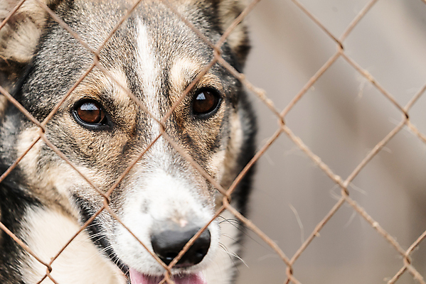 포토 JPG 해외이미지 동물 1 응시 얼굴 새끼 포유류 주택 털 자물쇠 사람없음 울타리 반려동물 머리 슬픔 기다림 구출 닫기 개 강아지 고독 보호 가난 버리기 새장 망사 송곳니 노숙자 기르기 우울증 입양 혼자 해외포토 시선 감정 컨셉 모션 건물 신체부위 담장 직물 도움 치아 질병 돌봄 케이지 파일형식 이미지허브