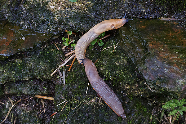 포토 JPG 해외이미지 동물 야생동물 오렌지 청소년 자연 연체동물 사람없음 야외 갈색 해충 큼 느림 내추럴 민달팽이 어려움 끈적임 해외포토 컬러 과일 무척추동물 사람 벌레 크기 생태계 파일형식 달팽이_동물 이미지허브