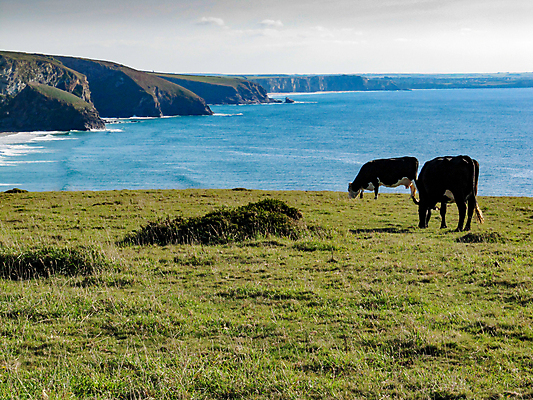 포토 JPG 해외이미지 영어 모래 파도 바다 여행 자연 조류 하늘 휴가 영국 잉글랜드 풍경 해변 사람없음 초록색 물 파란색 모래사장 맑음 침묵 만 서핑 수평선 콘월 해외포토 자연요소 동물 문자 유럽 컬러 날씨 소리 수상스포츠 생태계 파일형식 이미지허브