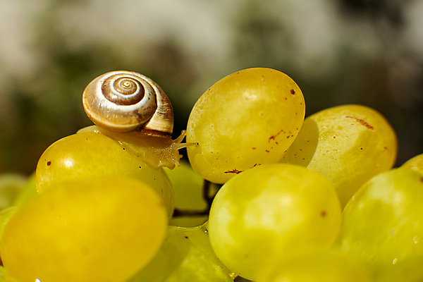 포토 JPG 해외이미지 한마리 실내 근접촬영 사람없음 아웃포커스 작음 청포도 해외포토 1 뷰포인트 포도 촬영기법 내부 크기 파일형식 이미지허브