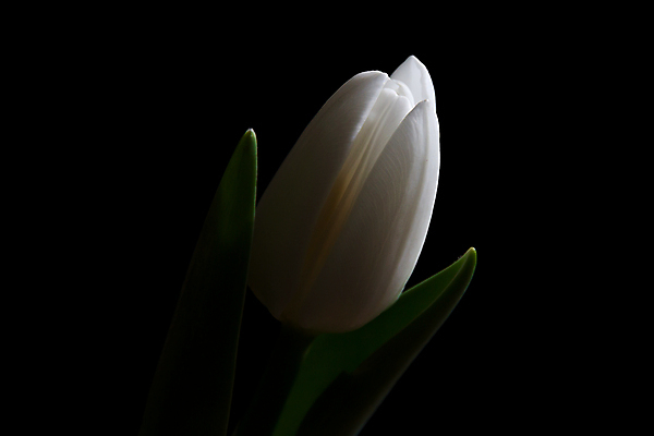 포토 JPG 해외이미지 식물 꽃 백그라운드 잎 자연 사람없음 초록색 빛 검은색 어둠 튤립 흰색 우아함 싱글 부드러움 정물화 해외포토 컬러 컨셉 감각 그림 생태계 파일형식 이미지허브