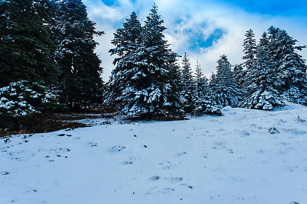 포토 JPG 해외이미지 나무 식물 구름 계절 크리스마스 겨울 자연 하늘 파노라마 풍경 사람없음 야외 가로 파란색 환경 냉동 얼음 추위 흰색 신선 소나무 눈송이 황무지 숲 서리 북쪽 온도 전나무 눈보라 삼림지대 가문비나무 산맥 해외포토 자연요소 기념일 컬러 산 눈_날씨 촬영기법 방향 생태계 파일형식 이미지허브