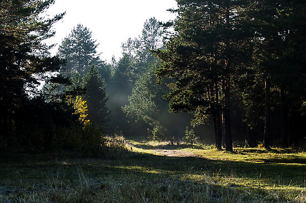 포토 JPG 해외이미지 나무 식물 계절 공원 실루엣 백그라운드 잎 자연 아침 그림자 이끼 풍경 사람없음 야외 목재 초록색 여름 빛 햇빛 태양 일출 환경 어둠 일몰 새벽 안개 가을 나뭇가지 시골 소나무 황무지 숲 신비 순수 장면 솔방울 상록수 침엽수 내추럴 삼림지대 해외포토 주간 자연요소 공공시설 컬러 컨셉 재료 날씨 촬영기법 노을 생태계 파일형식 이미지허브