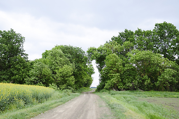 포토 JPG 해외이미지 나무 식물 구름 계절 도로 길 여행 밭 곡선 자연 하늘 산 풍경 사람없음 야외 초록색 여름 파란색 환경 흙 봄 오토바이 시골 소나무 감각 고속도로 그룹 숲 심볼 유채 속도 통로 장면 통과 무료 해외포토 자연요소 꽃 선 컬러 농업 교통시설 바이크 생태계 파일형식 이미지허브